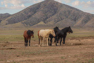 Wild Horses in the Utah Desert in Summer