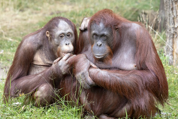 Orangutang mother and son