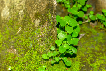 Young Plant Growing In Sunlight