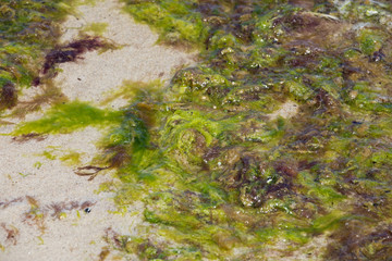 Sea algae on the very coast