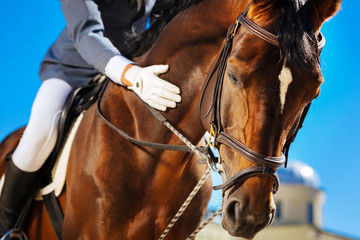 Caring equestrian. Caring professional equestrian calming his favorite horse before important...
