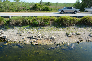 EVERGLADES, UNITED STATES - APRIL 7, 2018: Big Cypress National Preserve, Florida