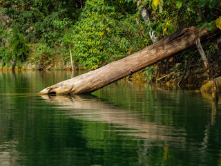 Naklejka na ściany i meble Fallen tree half submerged in a lake in the jungle