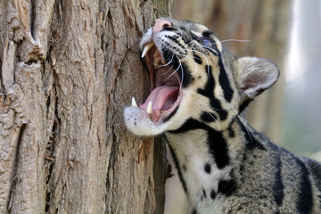 Portrait de léopard assombri