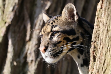 Clouded leopard portrait