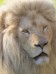White male lion