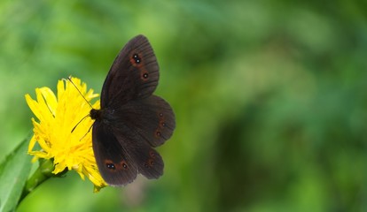 Farfalla si posa su fiore giallo di tarassaco. Le ali della farfalla hanno dei segni che ricordano...