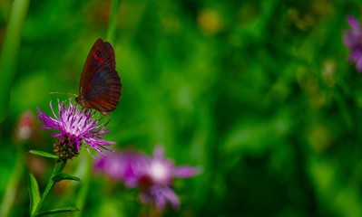 Farfalla colorata con disegni a forma di occhi sulle ali, succhia il nettare da un fiore di montagna viola