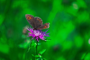 Farfalla colorata con disegni a forma di occhi sulle ali, succhia il nettare da un fiore di montagna viola