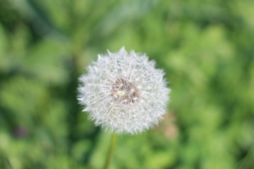 Dandelion