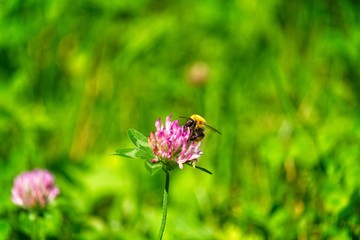 Un ape posata su un fiore di montagna viola in cerca di nettare