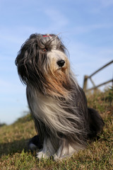 Bearded Collie portrait