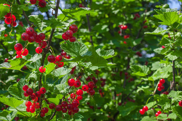 Red currant berries on a branch in a garden, nature background