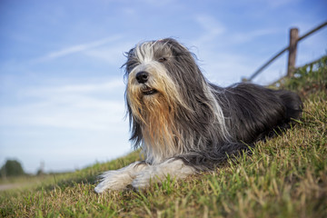 Bearded Collie portrait