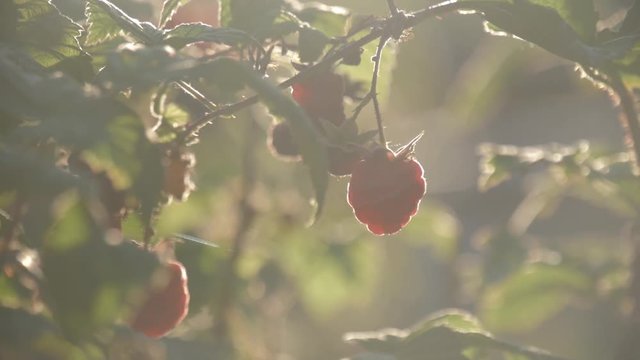 Raspberry on branch in garden. Large juicy ripe raspberries on branches, sunny summer day. Close up view of a ripe red raspberry fruit.