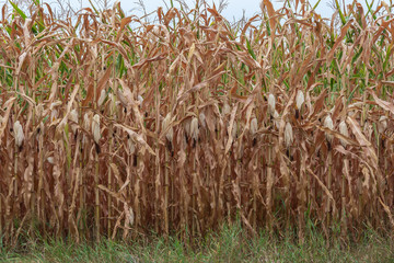 Trockenes Maisfeld im Sommer