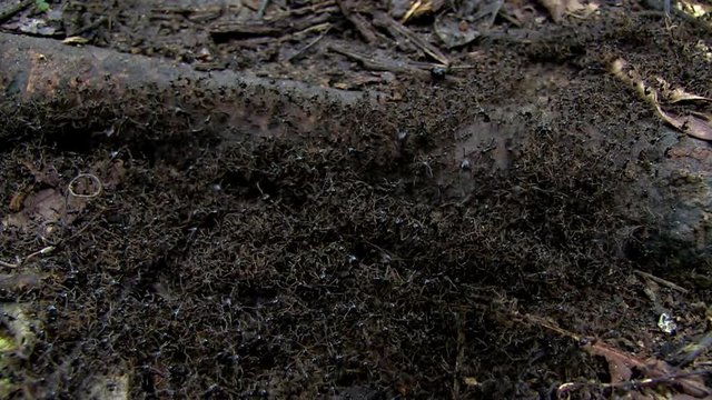Scene of a bunch of Army ants close to an old trunk. Some are carrying pieces of leaves into the anthill.