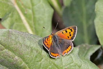 Small copper butterfly