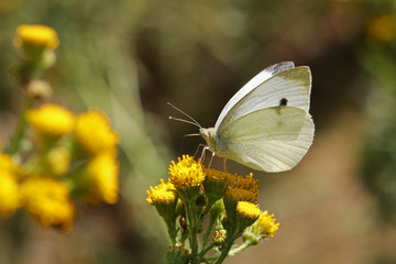Green-veined white