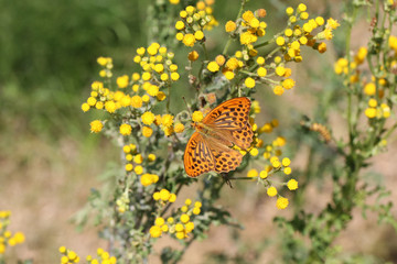 Silver-washed fritillary