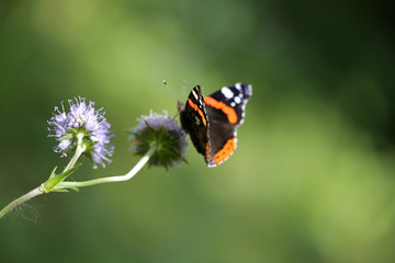 Fototapeta na wymiar Beautiful butterfly on a flower in a forest