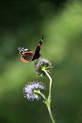 Beautiful butterfly on a flower in a forest