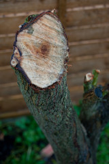 Chopped Stump