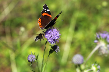 Beautiful butterfly on a flower in a forest