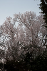 Winter Trees