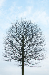 Singular Tree Shape