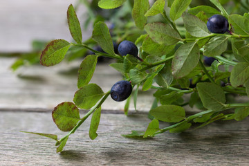 Blueberry berry on a branch.