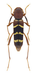 Beetle Neoclytus acuminatus on a white background