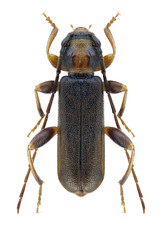 Beetle Poecilium lividum on a white background
