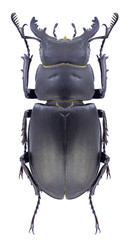 Fototapeta na wymiar Beetle Lucanus tetraodon on a white background