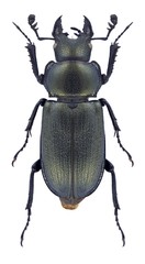 Beetle Platycerus spinifer on a white background