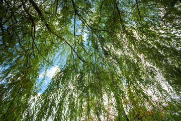 green willow branches, background