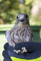 bird ringing - common kestrel (Falco tinnunculus)
