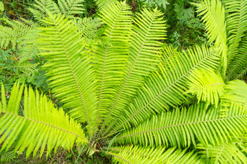 A close view of the bushes of a bright green fern on a sunny, fresh summer day. Feeling of freshness, naturalness and nature.