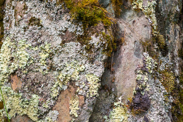 Close-up of multicolored moss on stones in the mountains variegated rough texture of green orange and pastel tones