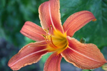 Daylily