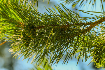 pinecone