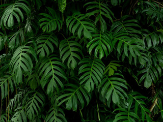 Naklejka na ściany i meble Green monstera philodendron tropical plant leaves vine background
