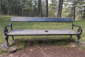 Two pinecones on the bench in the woods