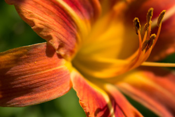 Macro Photos of red flower