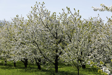 Beautiful spring flowering of fruit trees