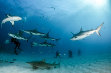 Caribbean reef shark at the Bahamas