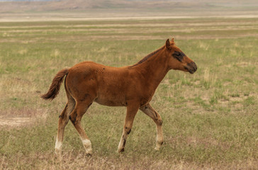 Obraz premium Cute Wild Horse Foal