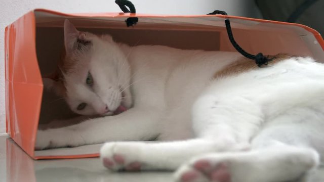 White and Ginger Domestic Cat Sitting in Paper Bag on the Floor. Funy and Playful Pet