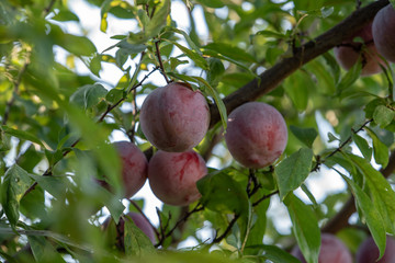 樹上のスモモの実