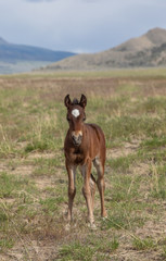 Cute Wild Horse Foal